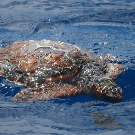 Casa Do Relógio Horta (Azores)