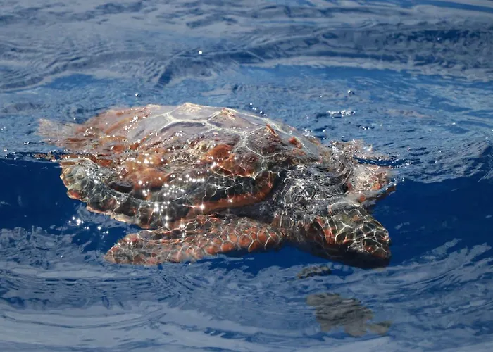 Casa Do Relogio Horta (Azores)